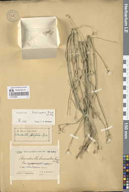 LE 01264982