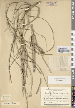 LE 01265044