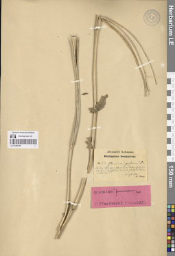 LE 01265106