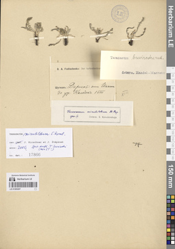 LE 01265207