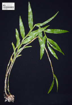 LE 01124445
