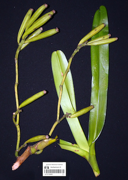 LE 01124455