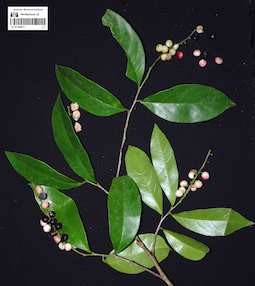 LE 01124471