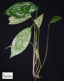 LE 01124496
