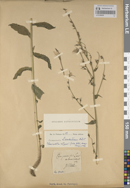 LE 01204238