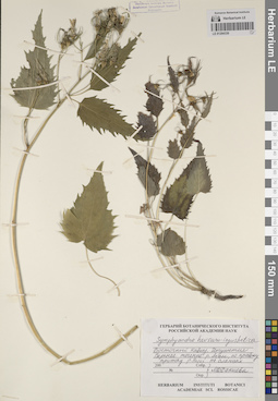 LE 01204330