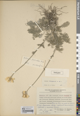 LE 01262809