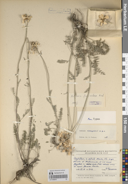LE 01262812