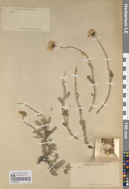 LE 01262844