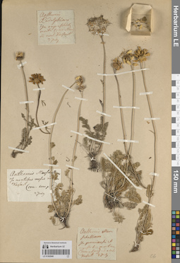 LE 01262848
