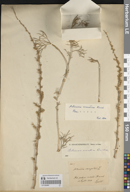 LE 01262903