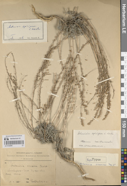 LE 01262906