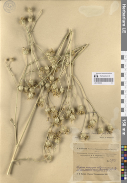 LE 01265353