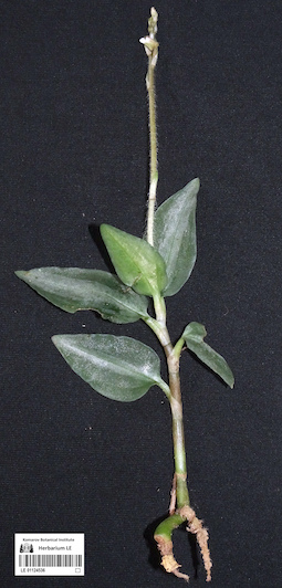 LE 01124536
