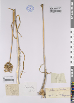 LE 01262962