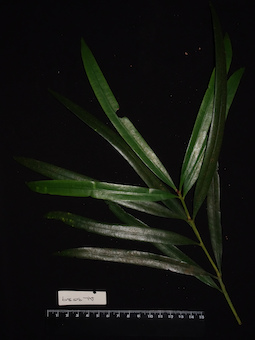 LE 01124686