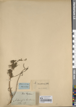 LE 01262971