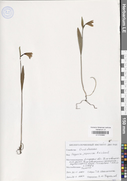LE 01033882