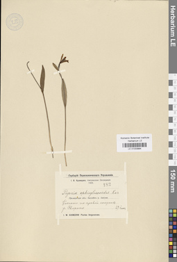 LE 01033884