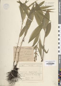 LE 01033887