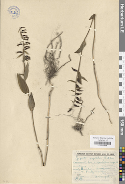 LE 01033896