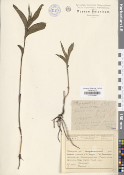 LE 01033897