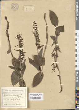 LE 01033905