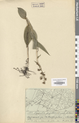 LE 01033906