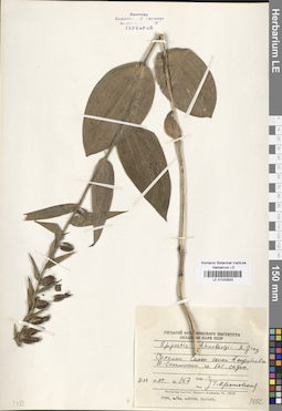 LE 01033920
