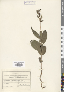 LE 01033929