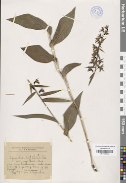 LE 01033930