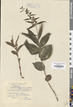 LE 01033941