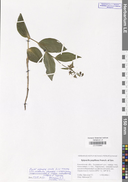 LE 01033942