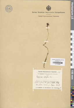LE 01033956