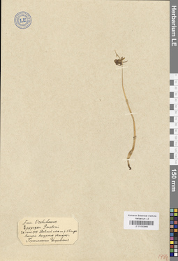 LE 01033965