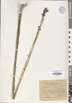 LE 01033978