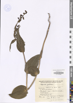LE 01040896