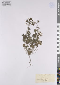 LE 01207705