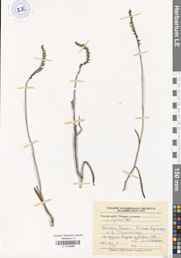 LE 01033988