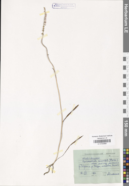 LE 01033991