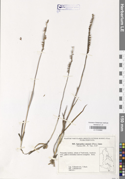 LE 01033992