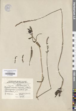 LE 01033996