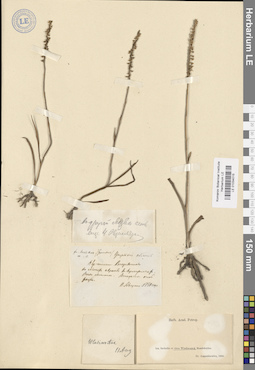 LE 01034015