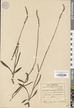 LE 01034017