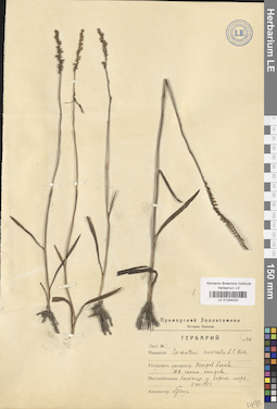 LE 01034020