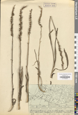 LE 01034029