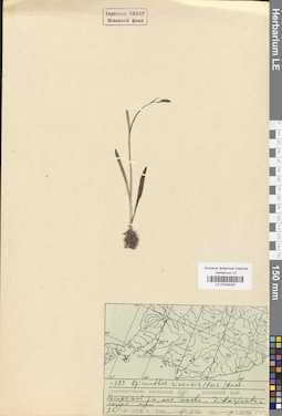 LE 01034030