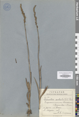 LE 01034043