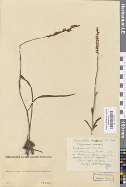 LE 01034049