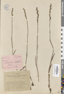 LE 01034062